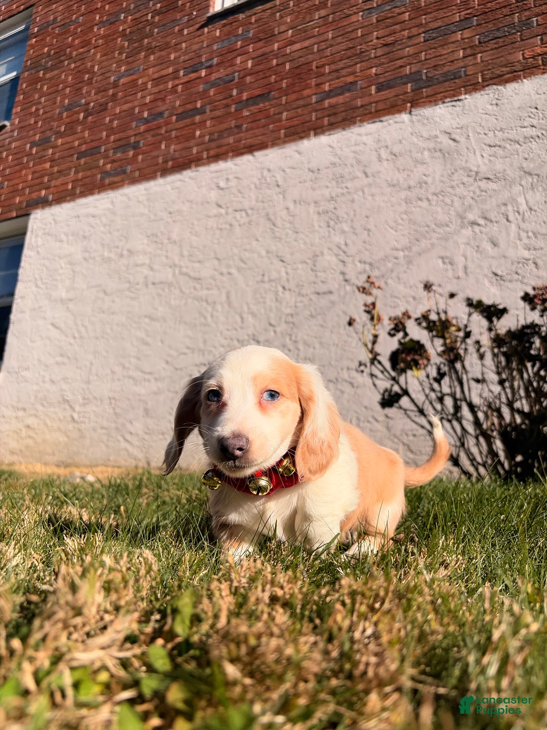 Miniature Dachshund dogs for sale: Maximillian  - Ad 4