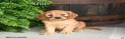 Cavapoo dogs for sale: Iris - Ad 5