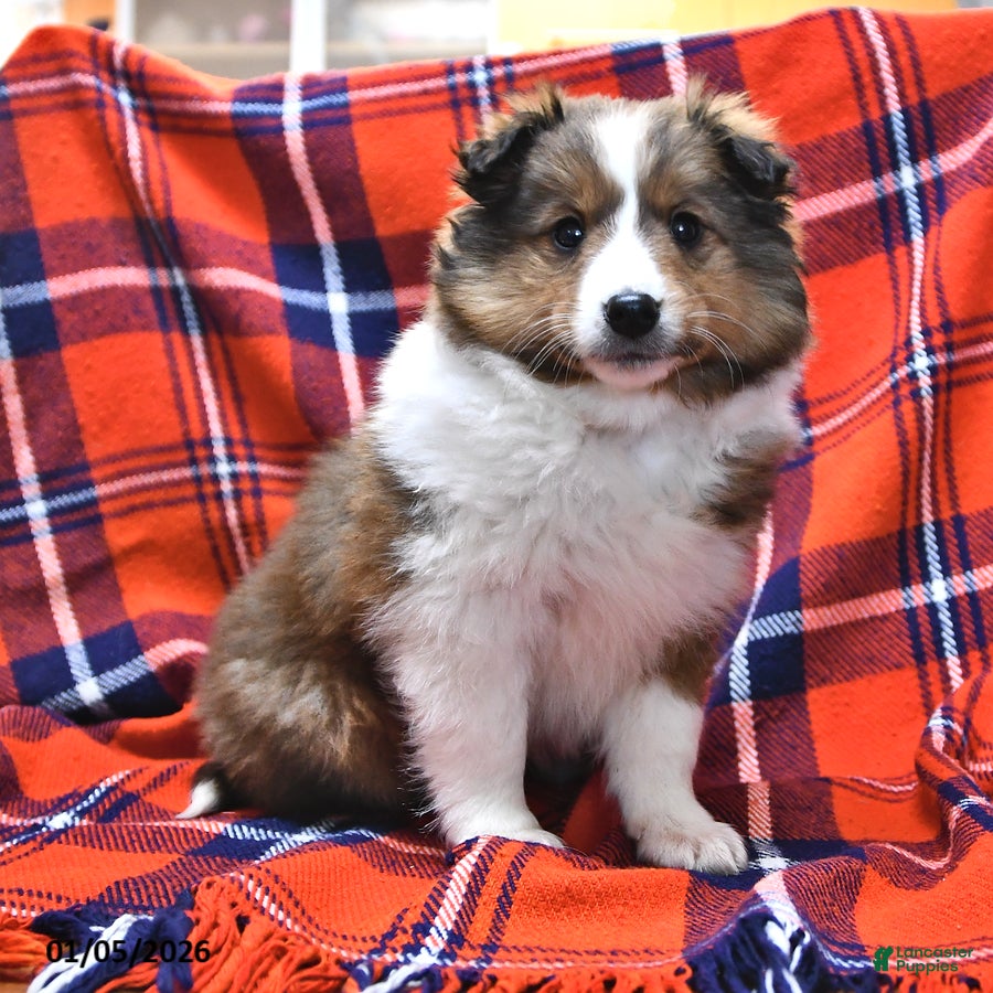 Shetland Sheepdog dogs Candy Cane - Ad 3