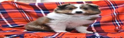 Shetland Sheepdog dogs for sale: Candy Cane - Ad 1