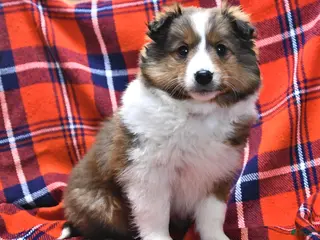Shetland Sheepdog dogs Candy Cane - Ad 4