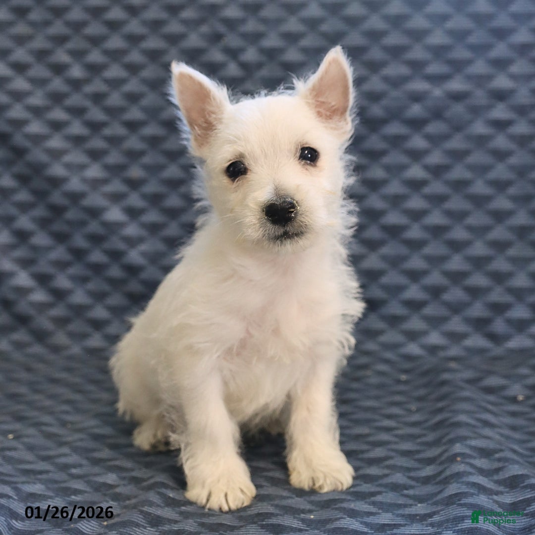 West Highland Terrier dogs for sale: Harry - Ad 3