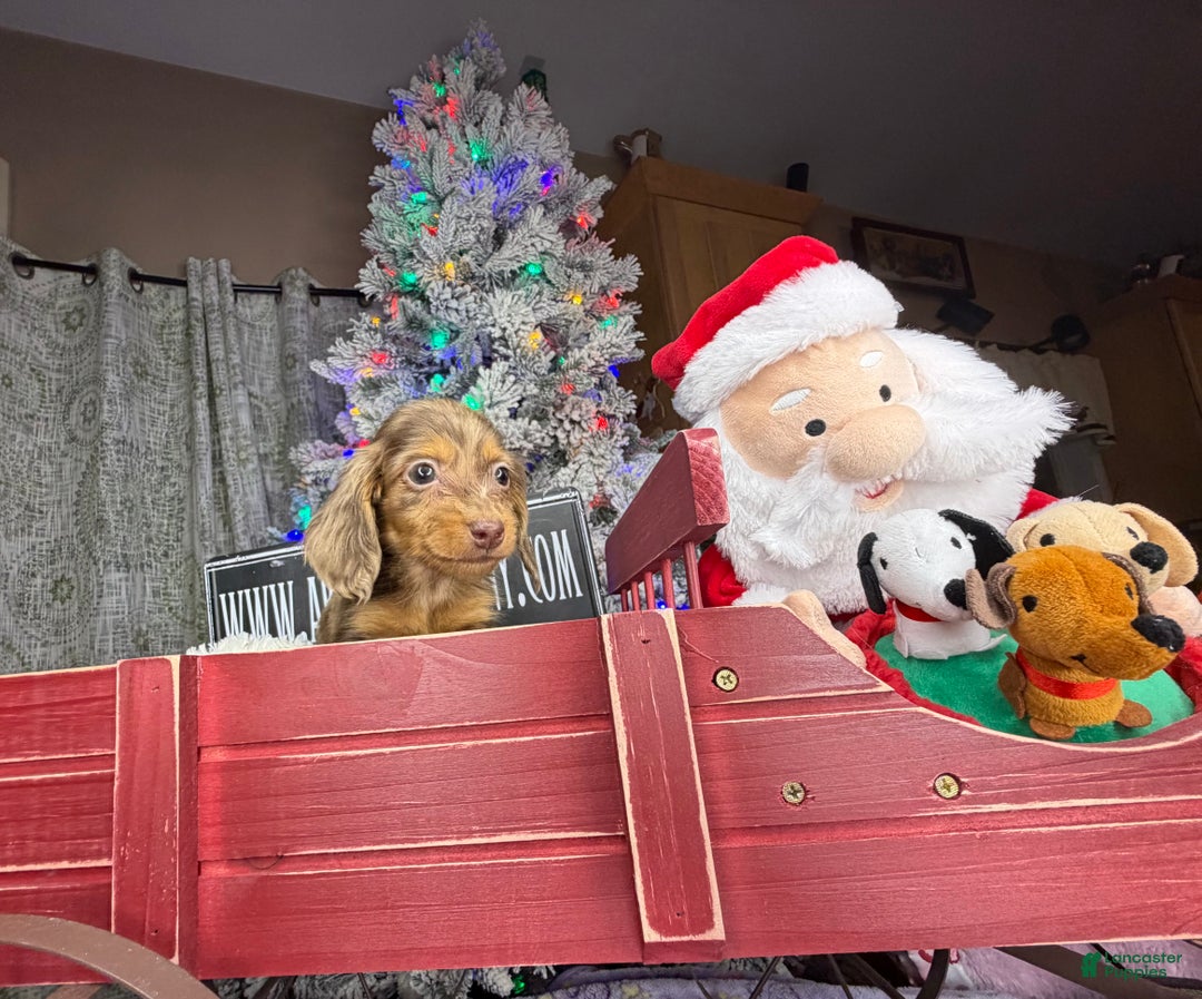 Miniature Dachshund dogs for sale: Sale choc dapple champ import pra clear Akc  - Ad 3