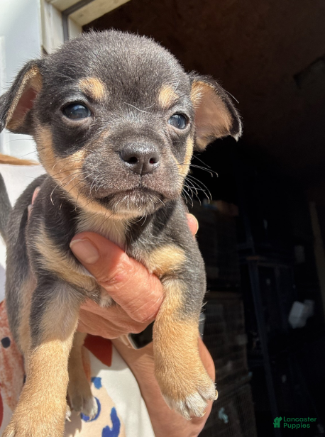 Chihuahua dogs Chihuahua Girl - Ad 4