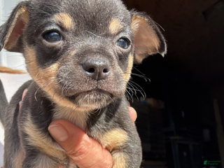 Chihuahua dogs Chihuahua Girl - Ad 11