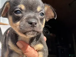 Chihuahua dogs Chihuahua Girl - Ad 13