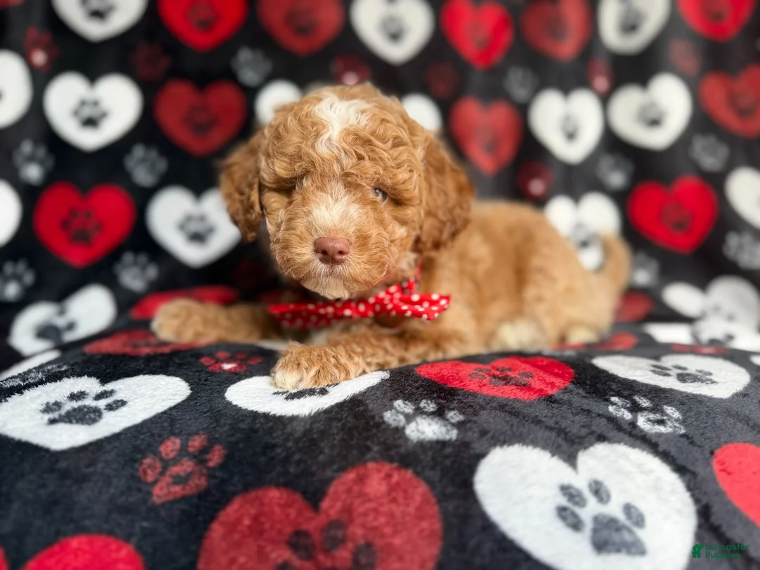 Miniature Poodle dogs for sale: Pluto - Ad 9