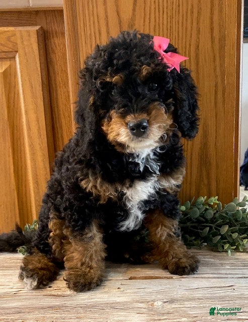 Mini Bernedoodle dogs Joy - Ad 2