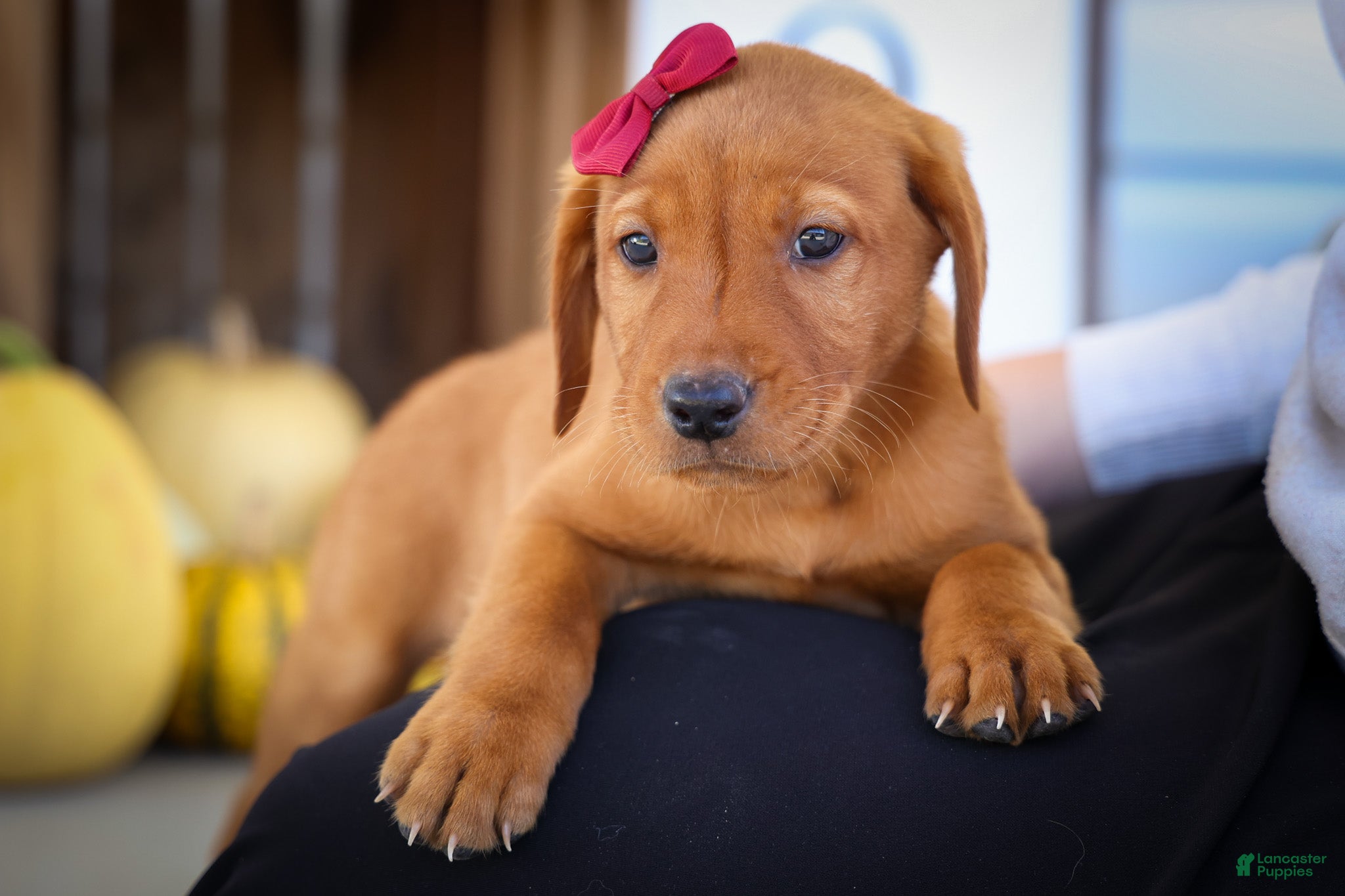 Labrador Retriever dogs NOAH - Ad 1