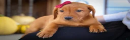 Labrador Retriever dogs for sale: NOAH - Ad 1