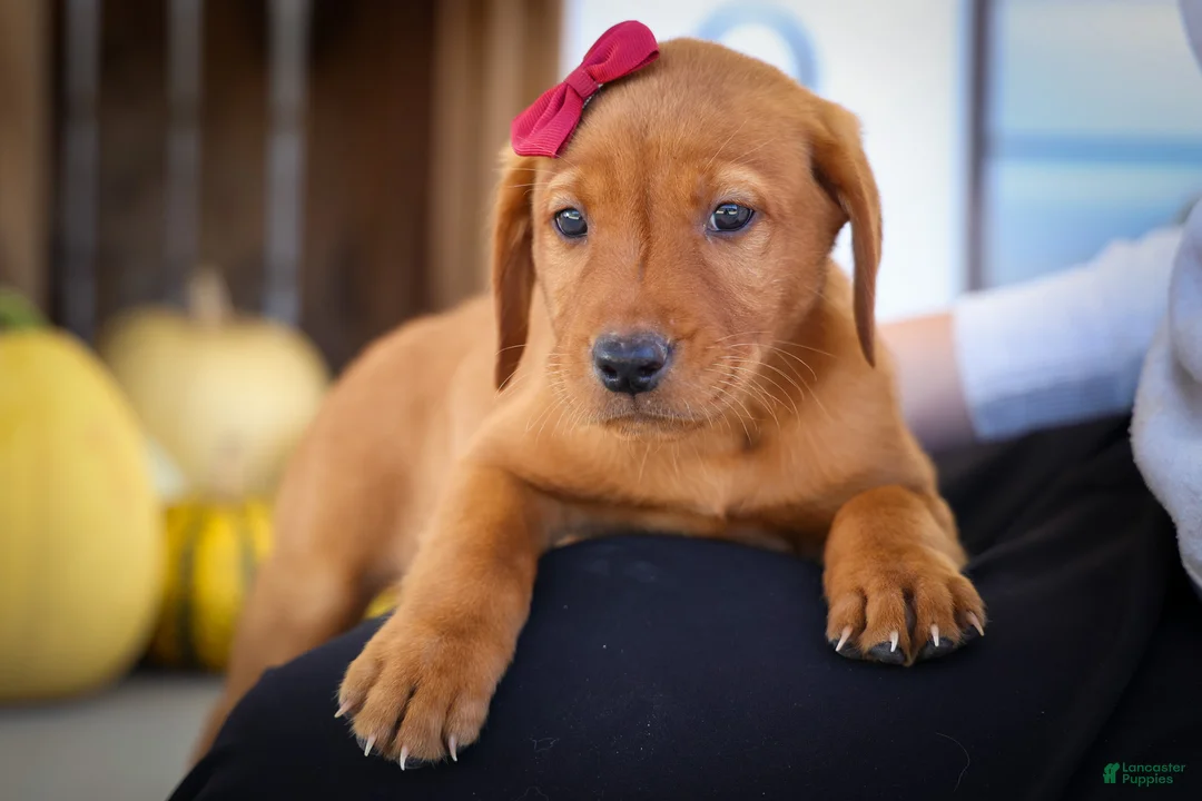Labrador Retriever dogs for sale: NOAH - Ad 1