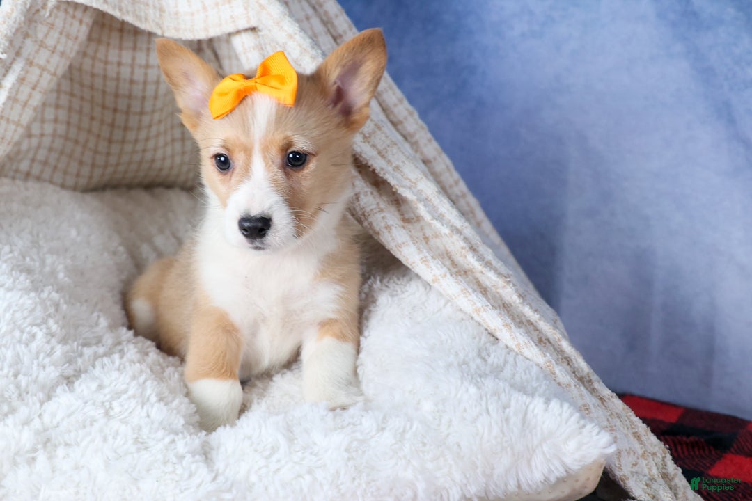 Welsh Corgi Pembroke dogs for sale: Milly - Ad 7