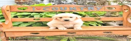 Golden Retriever dogs for sale: Doris - Ad 2