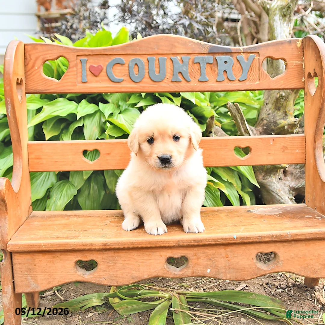 Golden Retriever dogs for sale: Doris - Ad 2