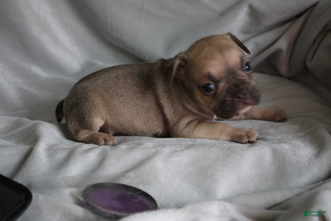 French Bulldog dogs for sale: HUDSON - Ad 2