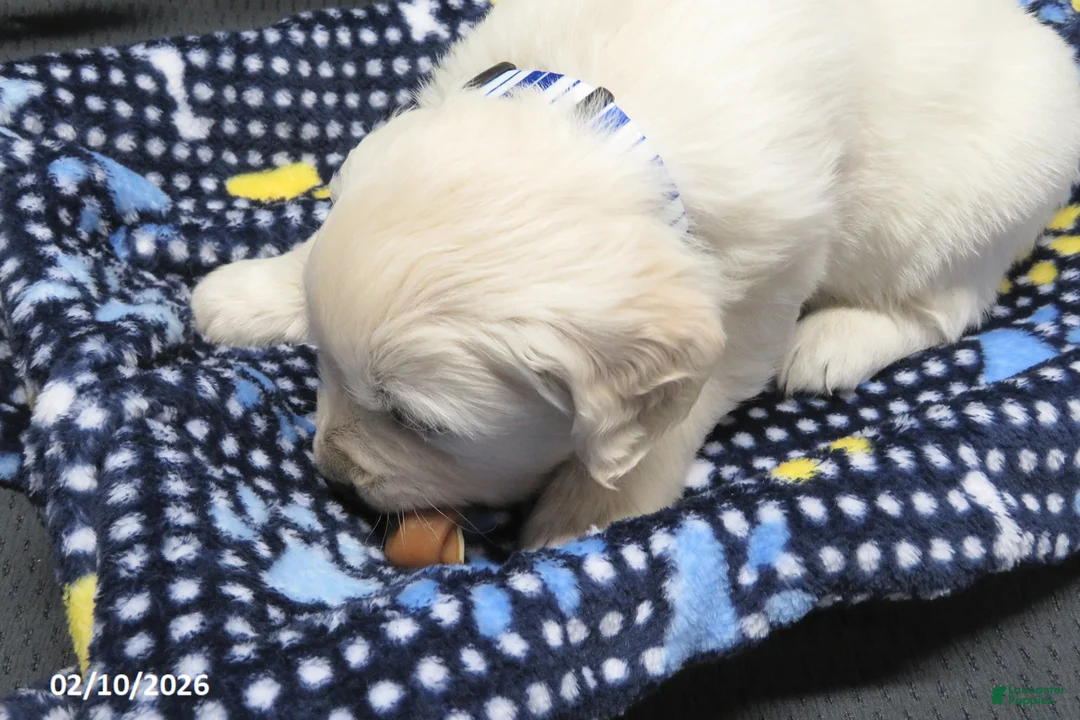 Golden Retriever dogs for sale: Gordie - Ad 3