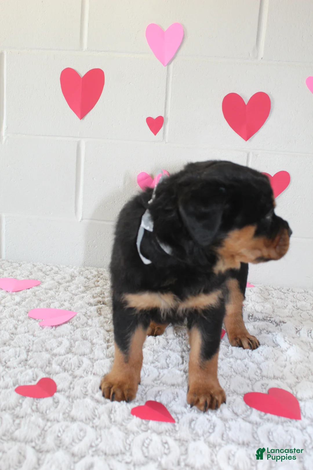 Rottweiler dogs for sale: Ted - Ad 8