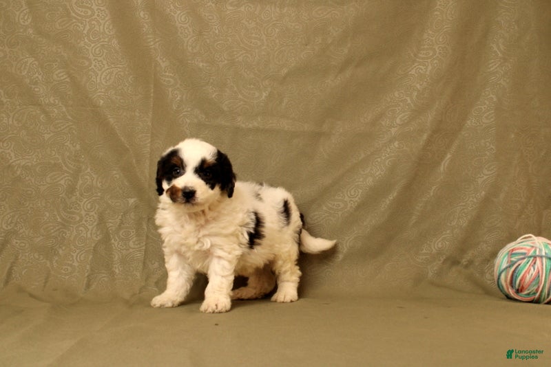 Mini Bernedoodle dogs for sale: Bob - Ad 2