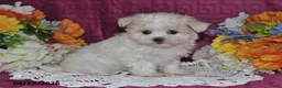 Maltese dogs for sale: Tori - Ad 5