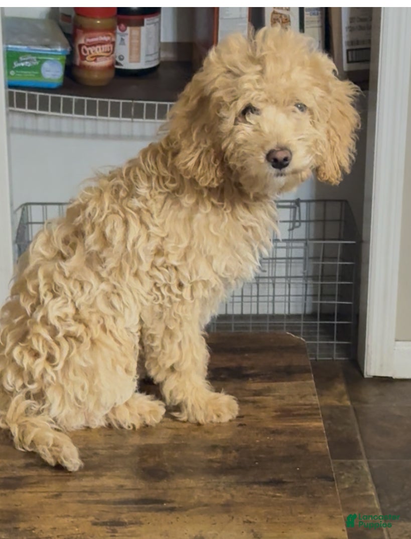 Mixed Breed dogs Mixed Breed Puppy 2 - Ad 8