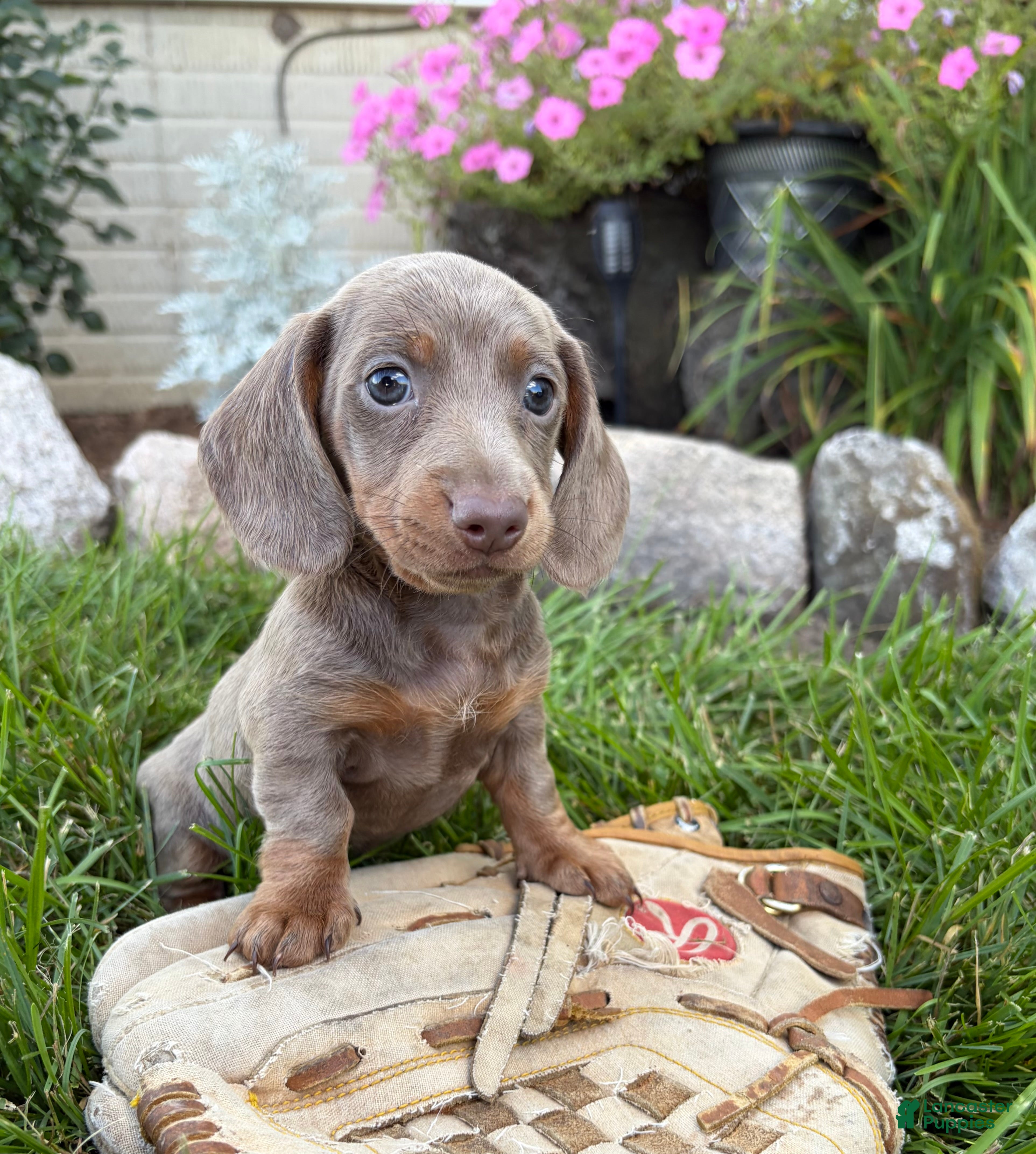 Miniature Dachshund dogs Briggs - Ad 1