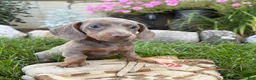 Miniature Dachshund dogs for sale: Briggs - Ad 1