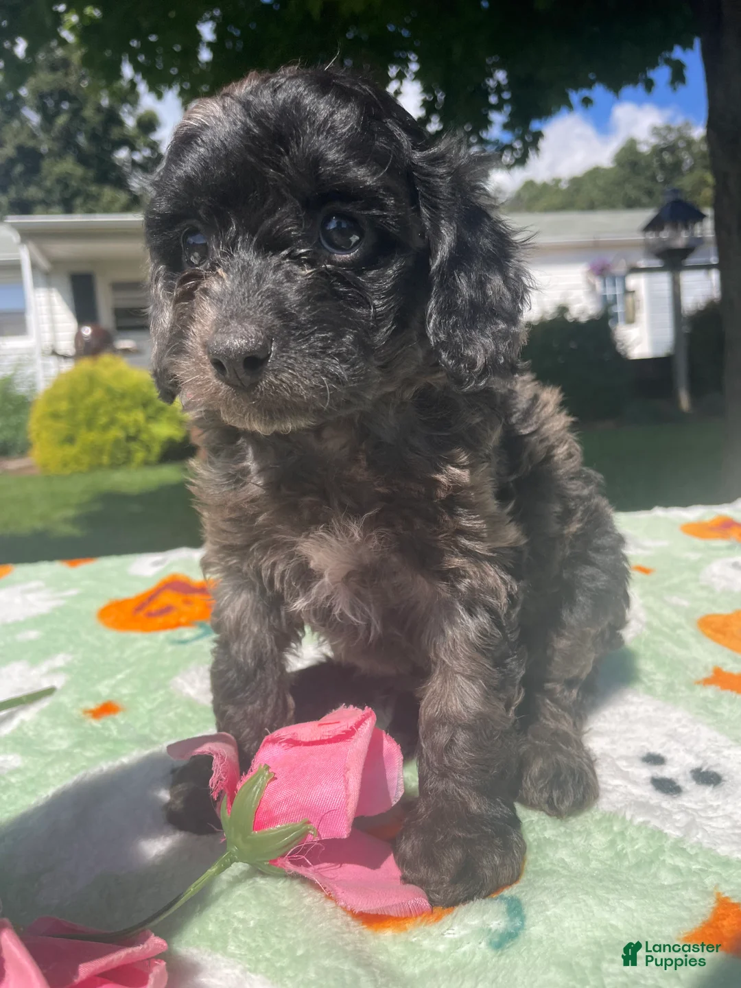 Cavapoo dogs for sale: Skippy - Ad 4