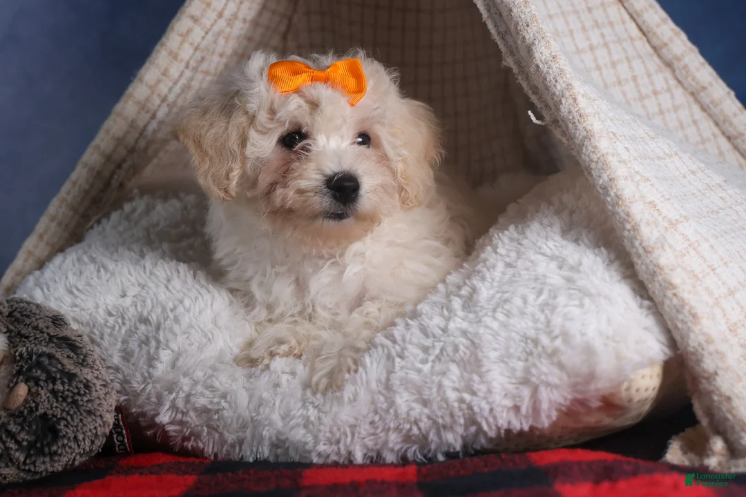 Bichon Frise dogs for sale: Darla - Ad 9