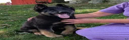 German Shepherd dogs for sale: Dani - Ad 9