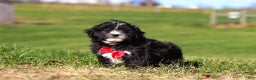 Shihpoo dogs for sale: Loki - Ad 4