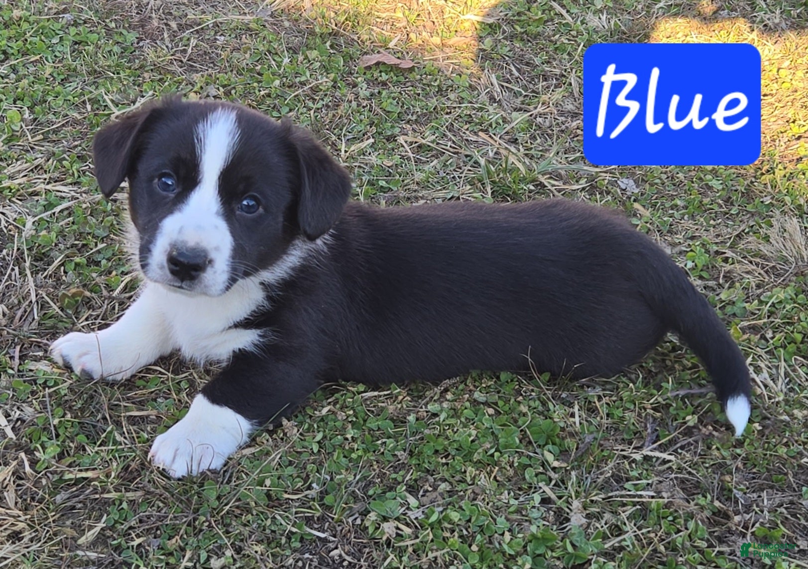 Welsh Corgi Cardigan dogs Welsh Corgi Cardigan Puppy 5 - Ad 1