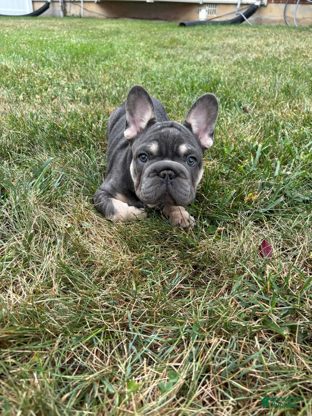 French Bulldog dogs for sale: Tito - Ad 2