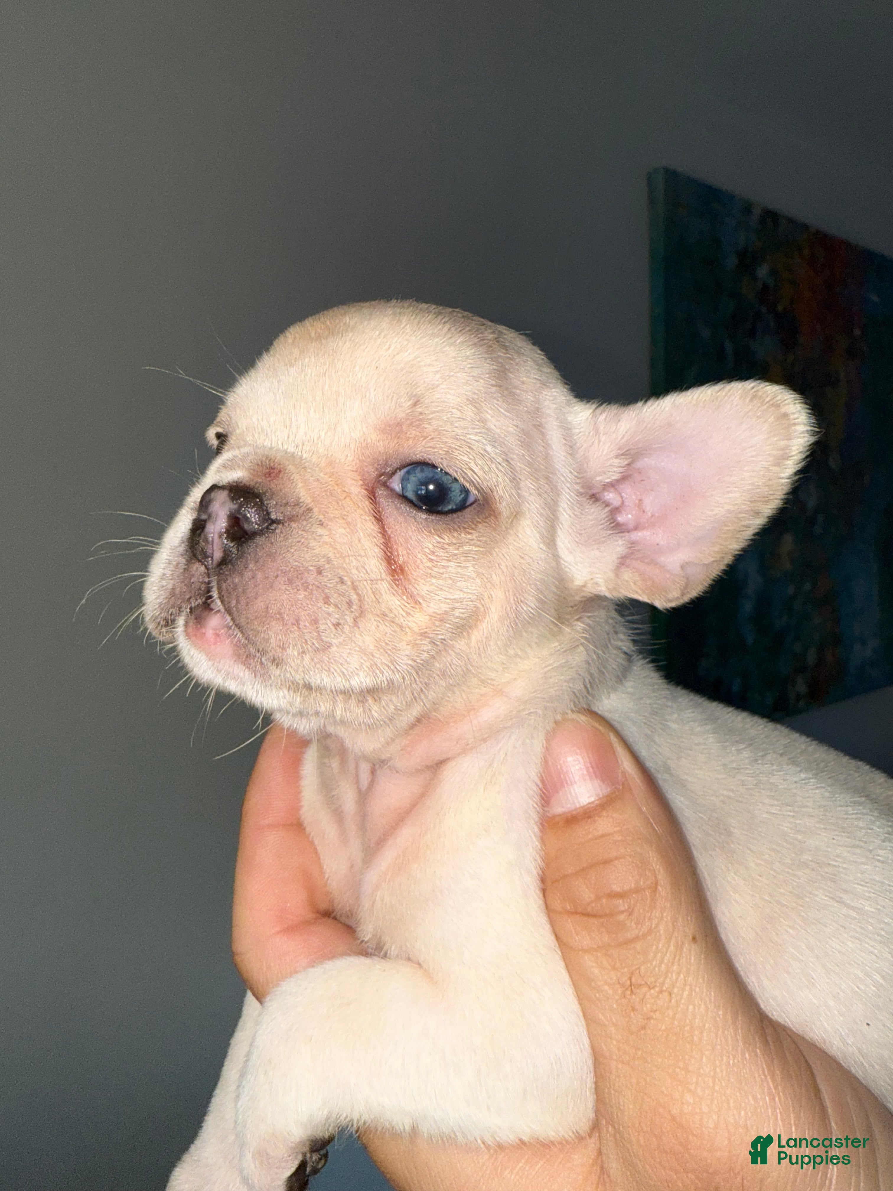 French Bulldog dogs French Bulldog Puppy 2 - Ad 25
