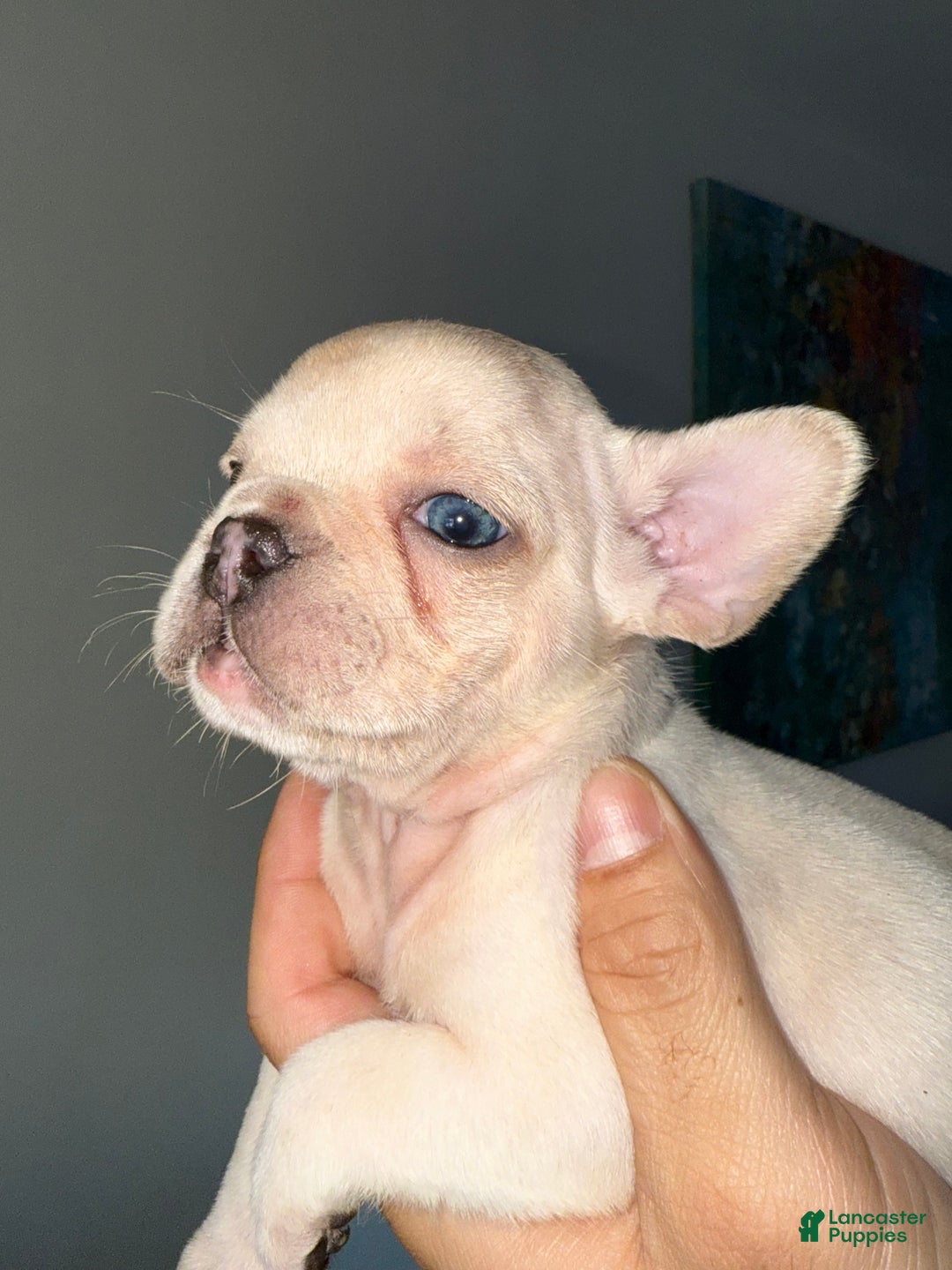 French Bulldog dogs for sale: French Bulldog Puppy 2 - Ad 1