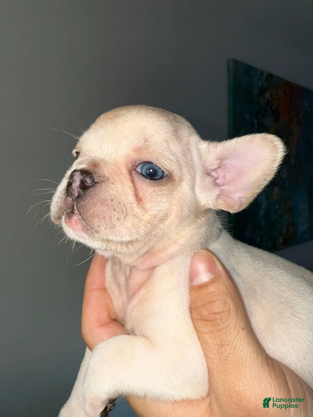 French Bulldog dogs for sale: French Bulldog Puppy 2 - Ad 1