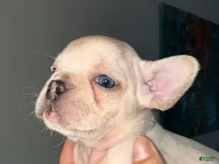 French Bulldog dogs French Bulldog Puppy 2 - Ad 24