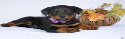 Rottweiler dogs for sale: Dolly - Ad 5