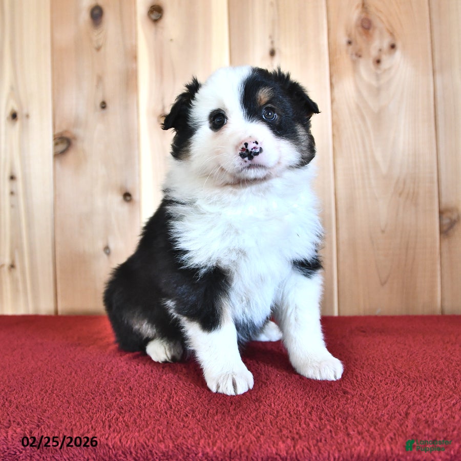 Australian Shepherd dogs Poppy - Ad 1