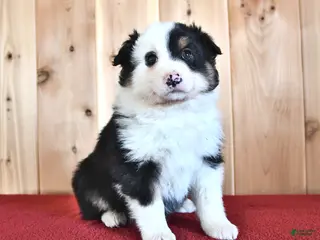Australian Shepherd dogs for sale: Poppy - Ad 3