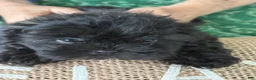 Shih Tzu dogs for sale: Bentley - Ad 1