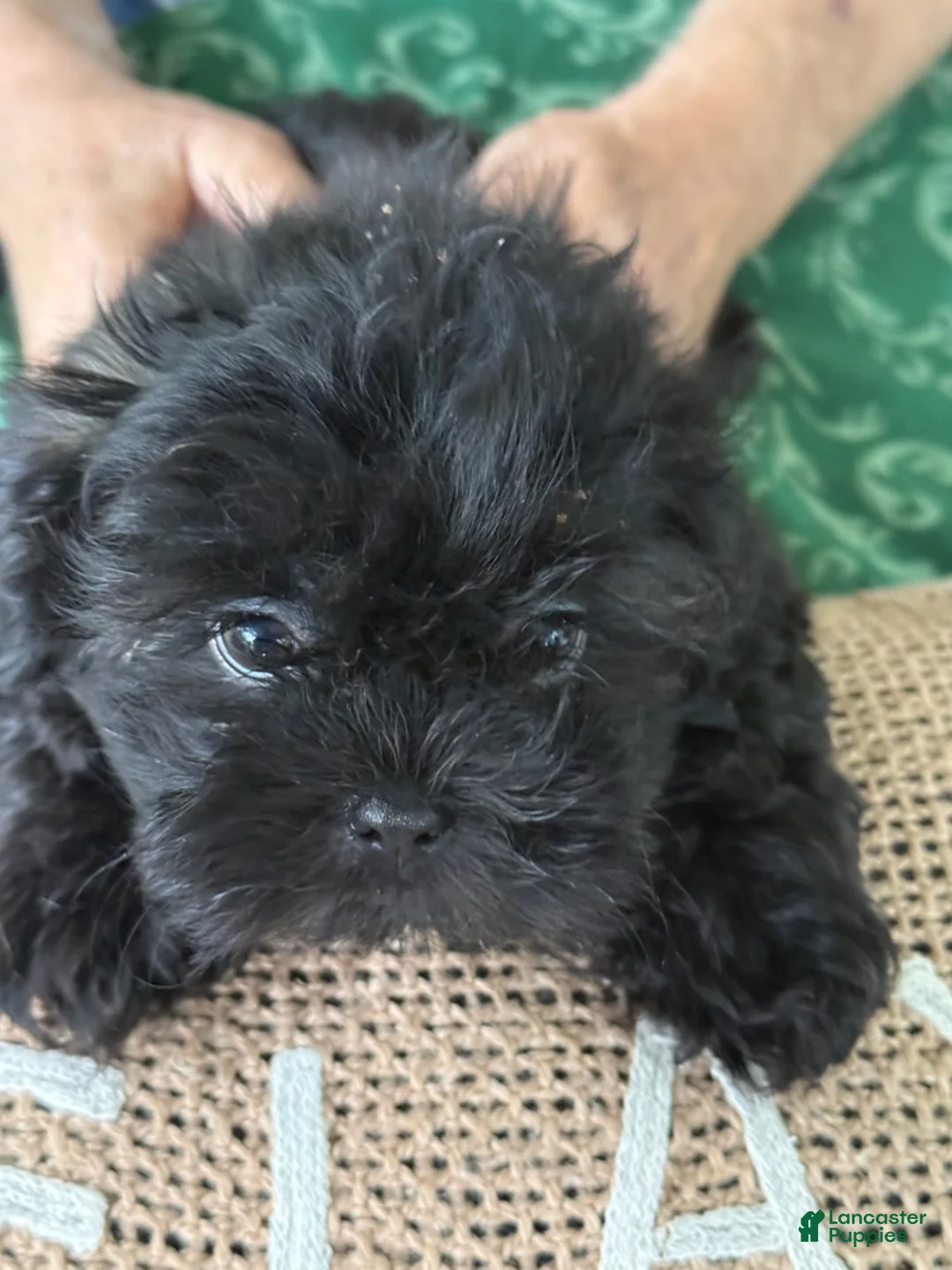 Shih Tzu dogs for sale: Bentley - Ad 1