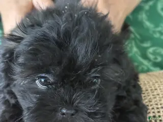 Shih Tzu dogs for sale: Bentley - Ad 2