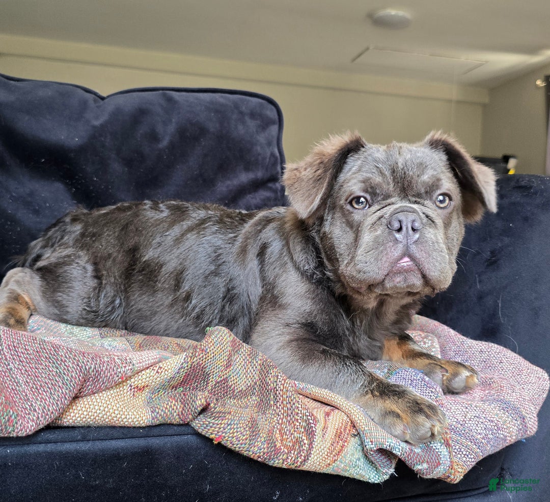 French Bulldog dogs for sale: Tyson - Ad 8