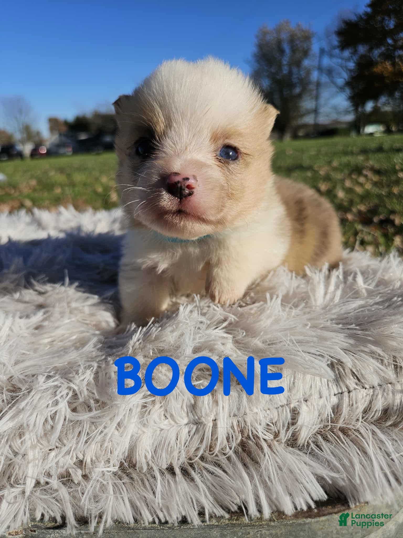 American Corgi dogs American Corgi Puppy 2 - Ad 1