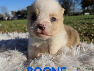 American Corgi dogs American Corgi Puppy 2 - Ad 1