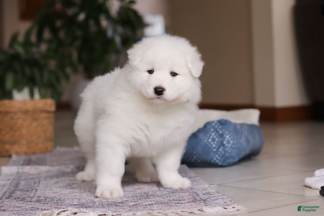Samoyed dogs for sale: Hank - Ad 5