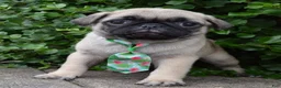 Pug dogs for sale: Paxton - Ad 4