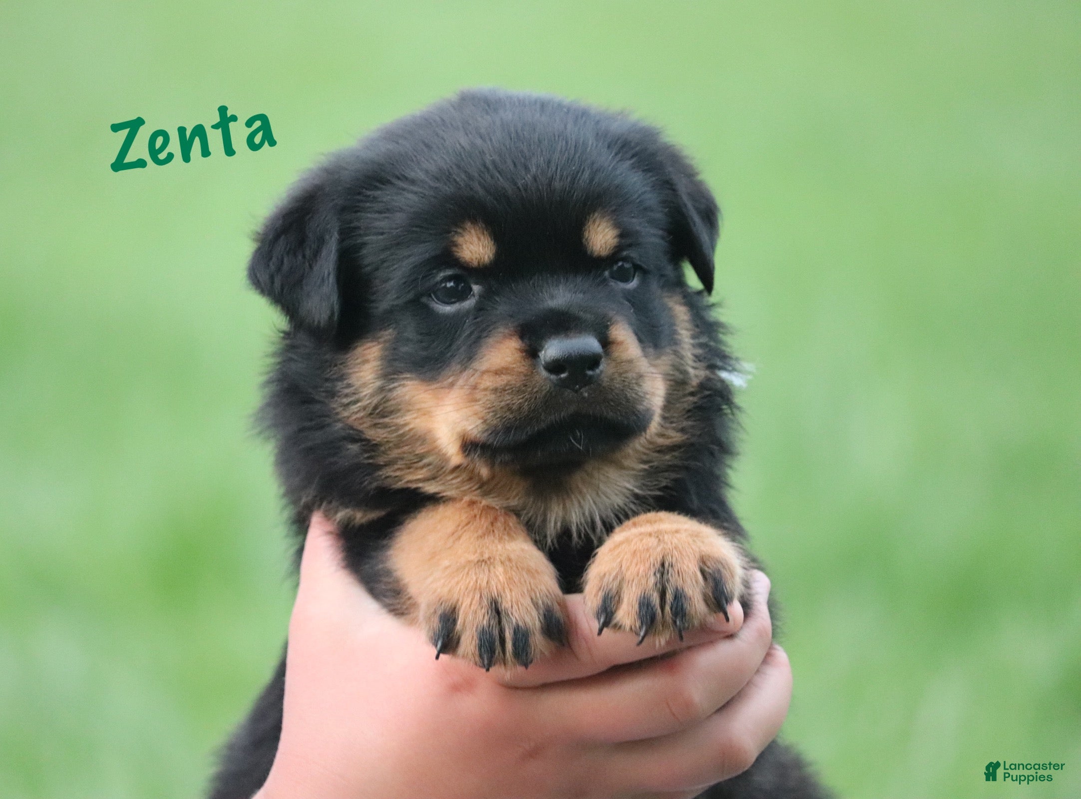 Rottweiler dogs Zenta w LONG TAIL  - Ad 1