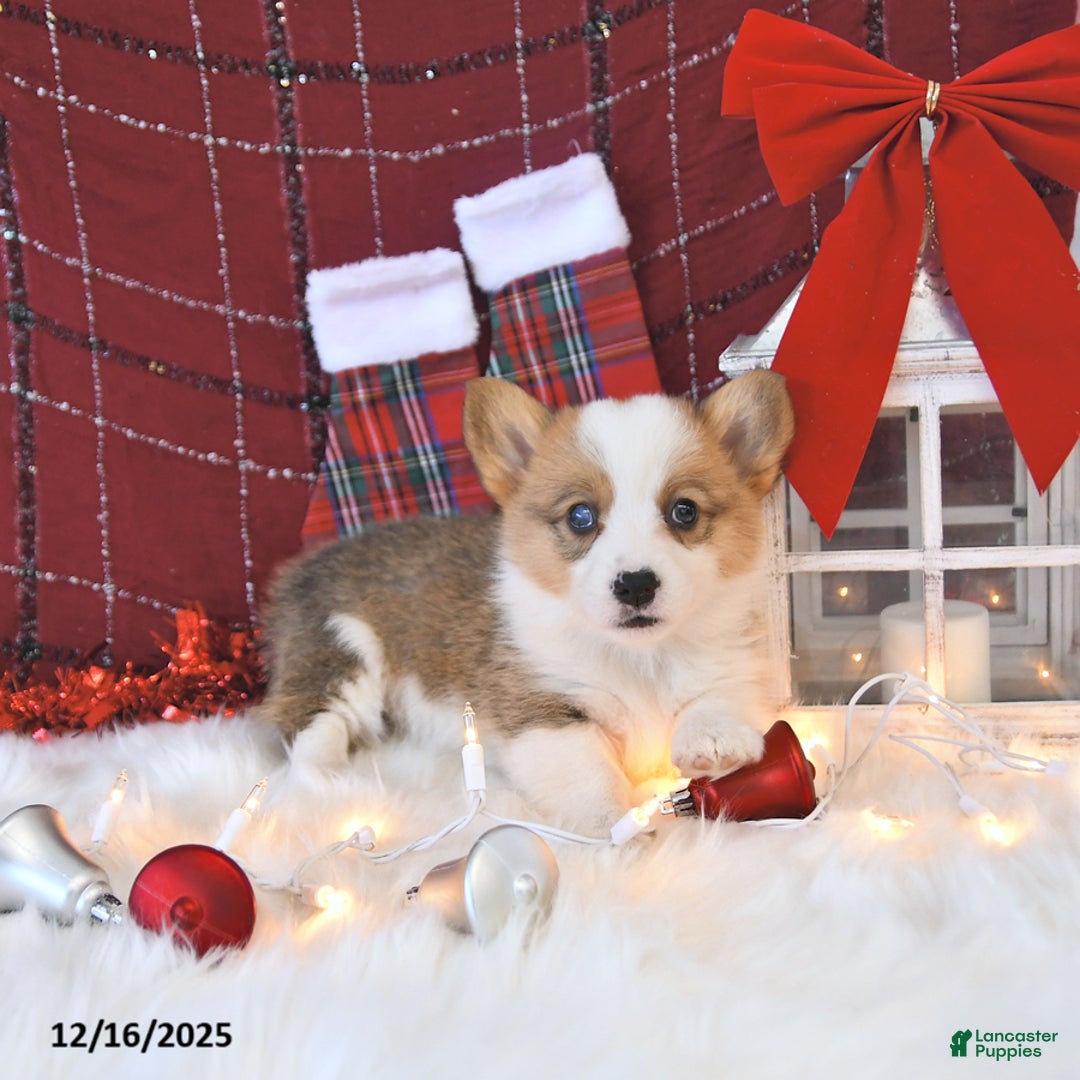 Welsh Corgi Pembroke dogs for sale: Macy - Ad 1