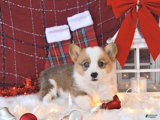 Welsh Corgi Pembroke dogs Macy - Ad 17